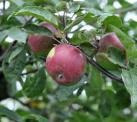 Jernæble og Sturmer Pippin er æbler med usædvanlig lang holdbarhed